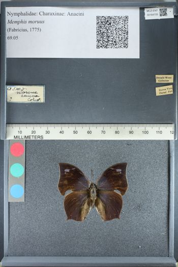 Media type: image;   Entomology 164733
